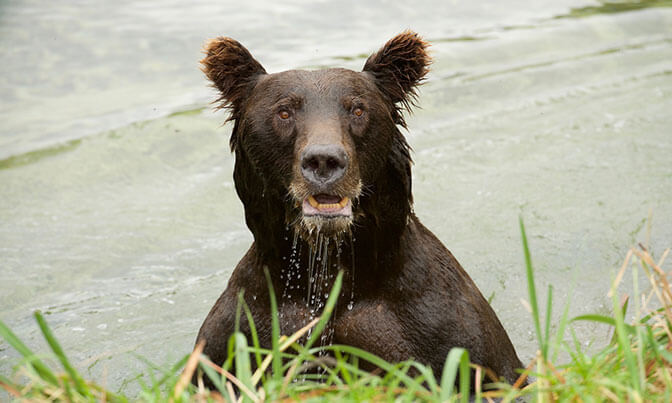 Kodiak Brown Bear in a river.